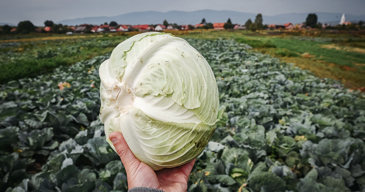 Káposztavágásra készülődnek Szépvízen